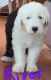 Old English Sheepdog Puppies for sale in South Bend, IN, USA. price: $1,650