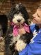 Old English Sheepdog Puppies for sale in Dallas, TX, USA. price: $1,000