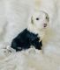 Old English Sheepdog Puppies for sale in 520 County Rd 403, Sellersburg, IN 47172, USA. price: $1,200