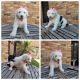 Old English Sheepdog Puppies for sale in Elsa, TX, USA. price: $800