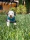Old English Sheepdog Puppies for sale in Orange, CA, USA. price: $1,200