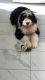 Old English Sheepdog Puppies for sale in Chilliwack, BC, Canada. price: NA