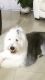 Old English Sheepdog Puppies for sale in Miami, FL, USA. price: $2,000