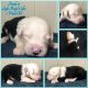 Old English Sheepdog Puppies for sale in Lenoir, NC, USA. price: NA