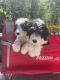 Old English Sheepdog Puppies for sale in Libertyville, IL 60048, USA. price: $2,800
