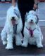 Old English Sheepdog Puppies for sale in Boise, ID 83709, USA. price: NA