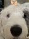 Old English Sheepdog Puppies for sale in Morrisville, NC, USA. price: $50,000