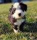 Old English Sheepdog Puppies for sale in Seaman, OH 45679, USA. price: $800
