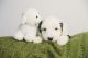 Old English Sheepdog Puppies for sale in Nampa, ID, USA. price: NA
