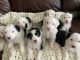 Old English Sheepdog Puppies for sale in Springville, UT, USA. price: $2,000