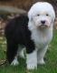 Old English Sheepdog Puppies for sale in Portland, OR, USA. price: $1,300