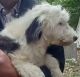 Old English Sheepdog Puppies for sale in Mineral, VA 23117, USA. price: $700