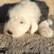 Old English Sheepdog Puppies for sale in Nogales, AZ 85621, USA. price: $500