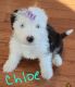 Old English Sheepdog Puppies for sale in South Bend, IN, USA. price: $1,000