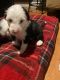 Old English Sheepdog Puppies for sale in Carrollton, TX, USA. price: $650