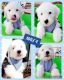 Old English Sheepdog Puppies for sale in Perris, CA, USA. price: NA