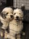 Old English Sheepdog Puppies for sale in Sheridan, CA 95681, USA. price: NA
