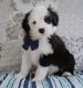 Old English Sheepdog Puppies for sale in Shipshewana, IN 46565, USA. price: $1,399