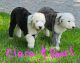 Old English Sheepdog Puppies