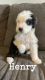 Old English Sheepdog Puppies for sale in Circleville, OH 43113, USA. price: NA