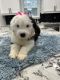 Old English Sheepdog Puppies for sale in Castalia, OH 44824, USA. price: $1,500