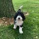 Old English Sheepdog Puppies for sale in Zumbrota, MN 55992, USA. price: $450