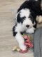 Old English Sheepdog Puppies for sale in Antelope, California. price: $1,000