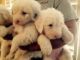 Old English Sheepdog Puppies for sale in El Paso, TX, USA. price: $250