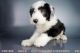 Old English Sheepdog Puppies for sale in San Diego, CA, USA. price: NA