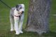 Old English Sheepdog Puppies for sale in Wayne, NJ 07470, USA. price: NA