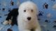 Old English Sheepdog Puppies for sale in Peru, IL, USA. price: $975