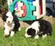 Old English Sheepdog Puppies for sale in Tampa, FL, USA. price: NA