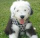 Old English Sheepdog Puppies for sale in Woodbridge Township, NJ, USA. price: NA