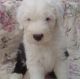 Old English Sheepdog Puppies for sale in Baltimore, MD, USA. price: $500