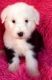 Old English Sheepdog Puppies for sale in Albert City, IA 50510, USA. price: NA