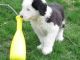 Old English Sheepdog Puppies for sale in Chicago, IL, USA. price: $350