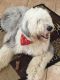 Old English Sheepdog Puppies for sale in Riverside, CA, USA. price: NA