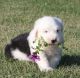 Old English Sheepdog Puppies for sale in Chattanooga, TN, USA. price: NA