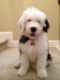 Old English Sheepdog Puppies for sale in Birmingham, AL, USA. price: NA