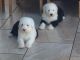 Old English Sheepdog Puppies for sale in Edgerton, WI 53534, USA. price: $600