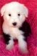 Old English Sheepdog Puppies for sale in Carlsbad, CA, USA. price: NA