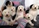 Old English Sheepdog Puppies for sale in El Paso, TX, USA. price: $500
