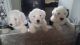 Old English Sheepdog Puppies for sale in San Diego, CA, USA. price: NA