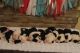 Old English Sheepdog Puppies for sale in Hallock, MN 56728, USA. price: NA