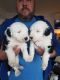 Old English Sheepdog Puppies for sale in California Ave, South Gate, CA 90280, USA. price: NA