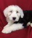 Old English Sheepdog Puppies for sale in Canton, OH, USA. price: NA