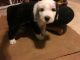 Old English Sheepdog Puppies for sale in Akron, OH, USA. price: NA
