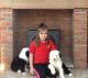 Old English Sheepdog Puppies for sale in Seattle, WA, USA. price: $600
