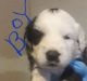 Old English Sheepdog Puppies for sale in Garland, TX, USA. price: NA