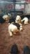 Old English Sheepdog Puppies for sale in St Paul, MN, USA. price: NA